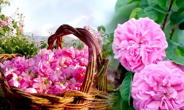 تصویر 2 از قیمت خرید غنچه گل محمدی کاشان  + فروش ویژه